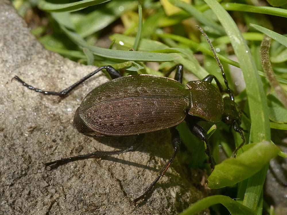 Quale Carabus? Carabus fairmairei